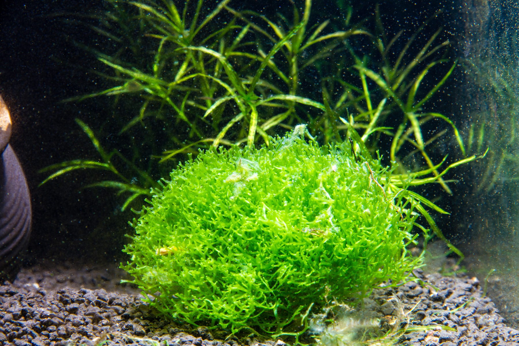 Riccia fluitans