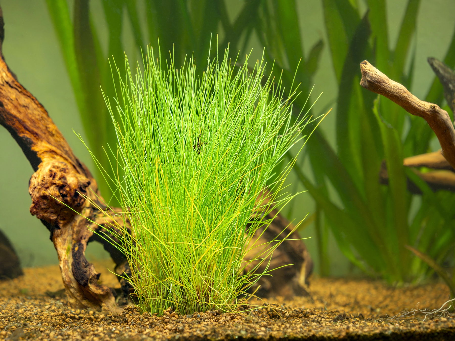 Eleocharis parvula