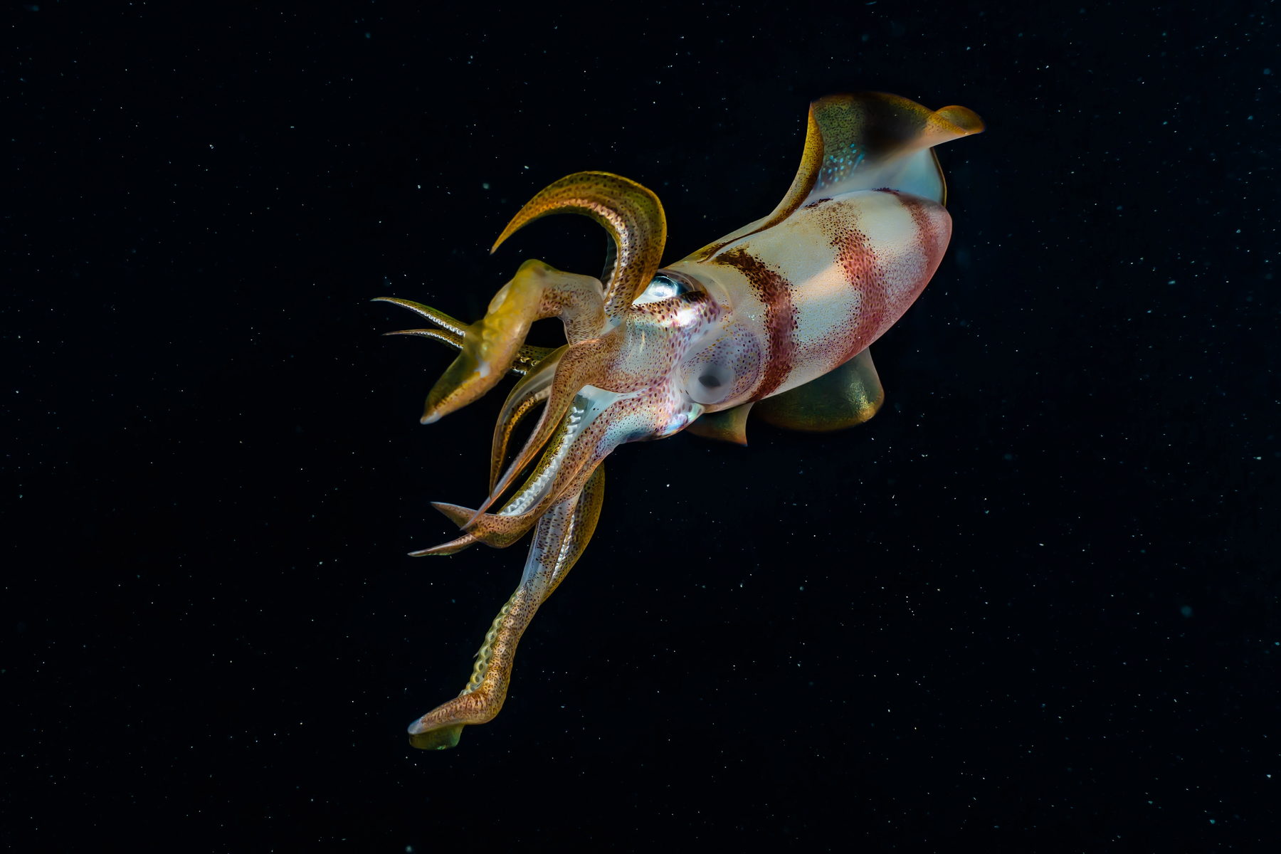 Squid moving through dark blue water during descent
