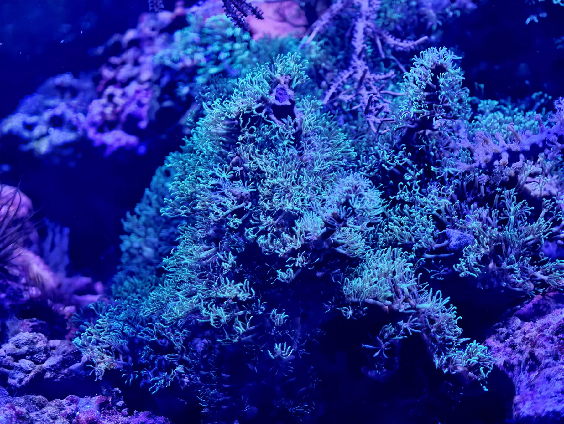 Fluorescent coral at night